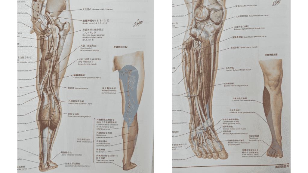 坐骨神経の解剖図